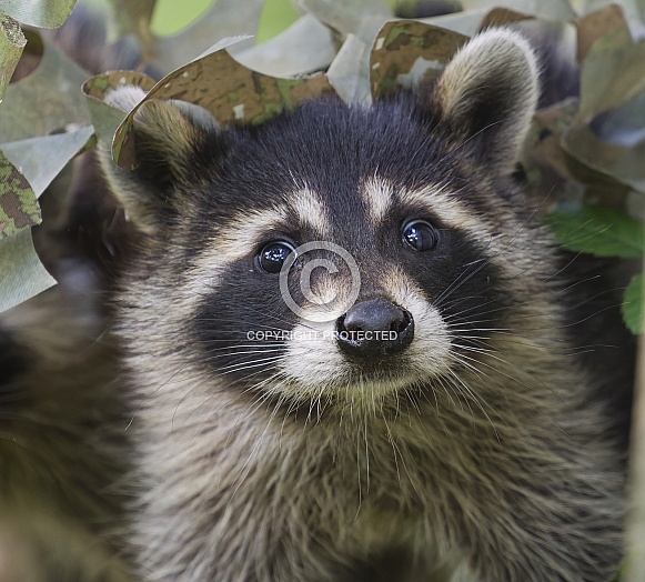 Raccoons