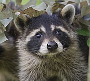 Raccoons