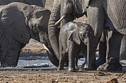 Family of African Elephants - Namibia