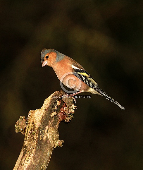 Male Chaffinch