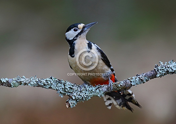 Great spotted Woodpecker