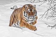 Siberian Tiger-The Chase Is On
