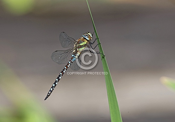 Migrant Hawker