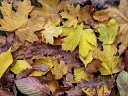 Autumn leaves on the forest floor