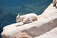 Wild mountain goat kid laying down