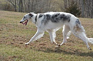 Borzoi Russian Wolfhound