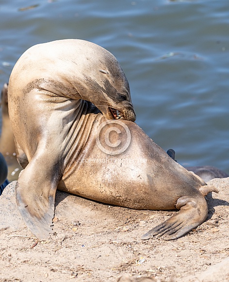 CA sea lion biting his back for an itch