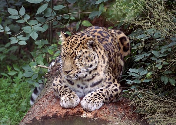 Leopard