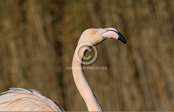 Greater Flamingo