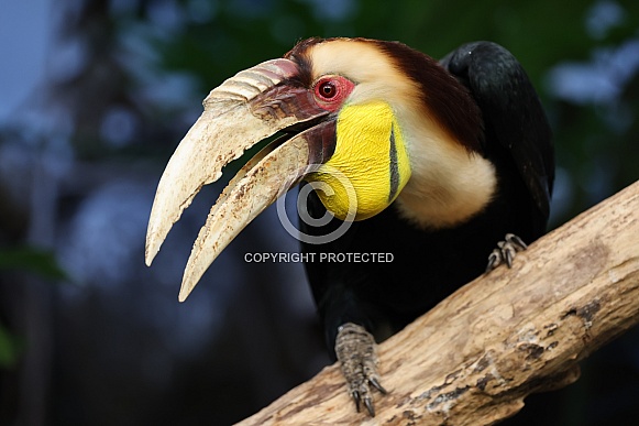 Wreathed hornbill (Rhyticeros undulatus) Wreathed hornbill (Rhyticeros undulatus)
