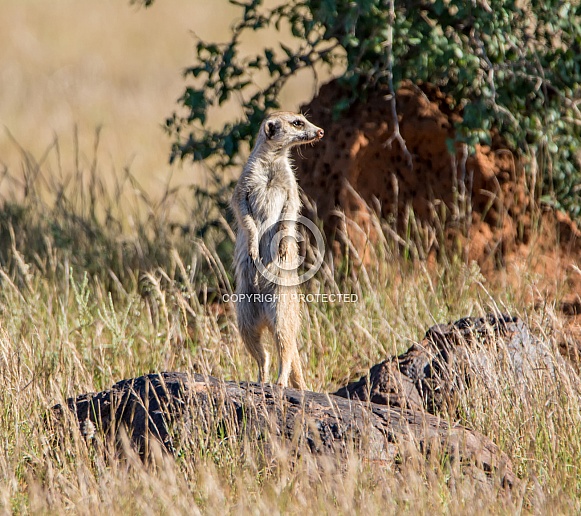 Meerkat Meerkat