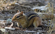 Chipmunk