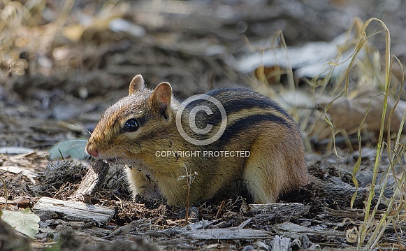 Chipmunk