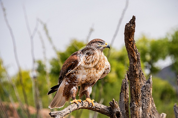 Ferruginous Hawk Ferruginous Hawk