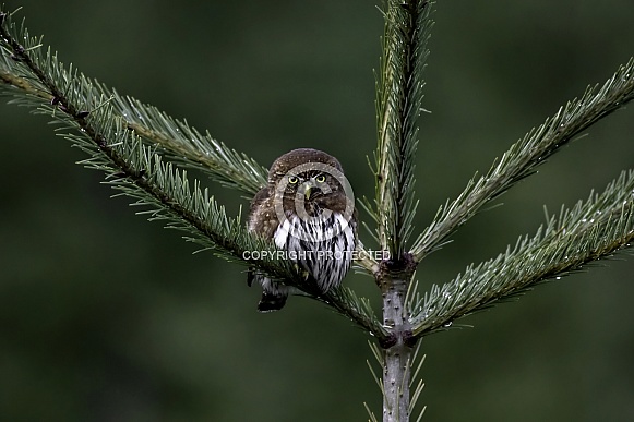 Northern Pygmy Owl--Mighty Tiny Killer Northern Pygmy Owl--Mighty Tiny Killer
