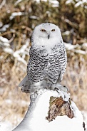 Snowy Owl