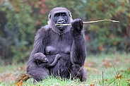 Western Lowland Gorilla (Gorilla Gorilla Gorilla)