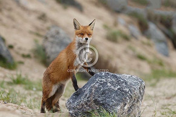 Red fox and cubs