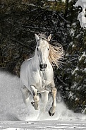Andalusian Horse--In A Cloud Of Powder