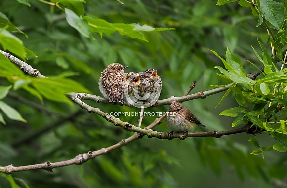 Spotted Flycatcher