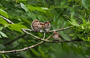 Spotted Flycatcher