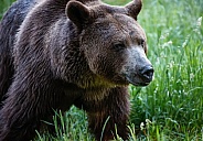 Grizzly Bear