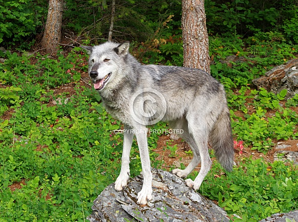 Tundra Wolf Tundra Wolf