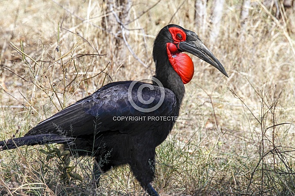 Southern Ground Hornbill - Namibia