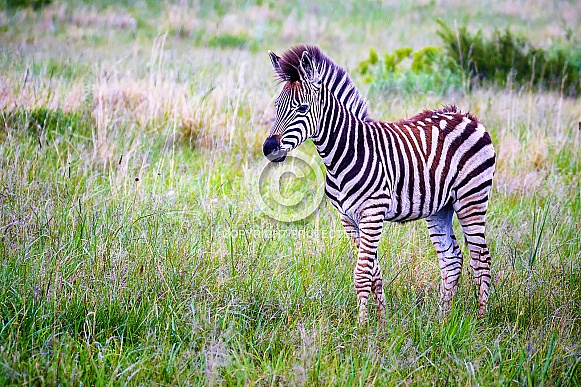 Zebra