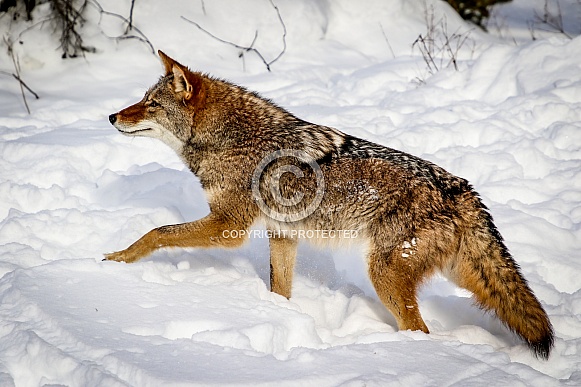 Coyote in winter snow