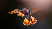 Hummingbird—Anna