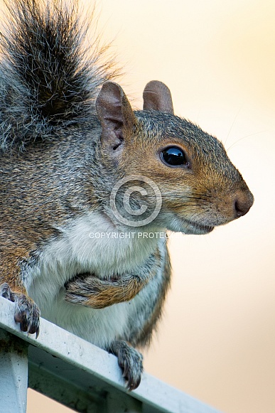 Gray Squirrel