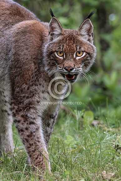 Siberian Lynx