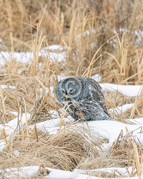 Great Grey Owl (Strix nebulosa)
