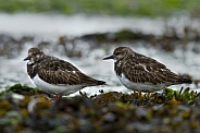 The ruddy turnstone (Arenaria interpres)