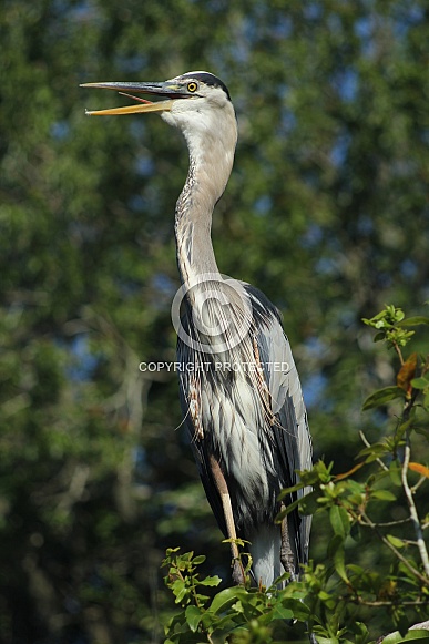 Great Blue Heron Great Blue Heron