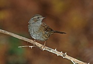 Hedge Sparrow (Dunnock)