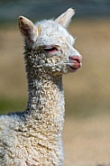 Baby Llama