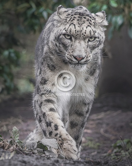 Snow leopard pacing