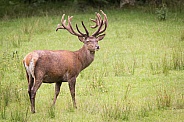 Male red deer
