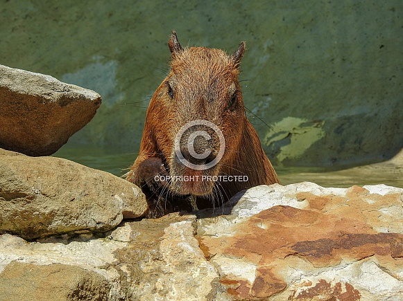 Capybara Capybara