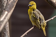 Weaver Bird On A Branch