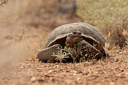 Mojave Desert Tortoise, Gopherus agassizii