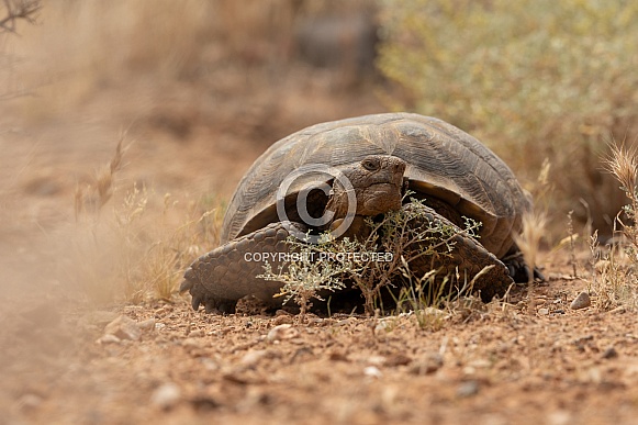Mojave Desert Tortoise, Gopherus agassizii Mojave Desert Tortoise, Gopherus agassizii