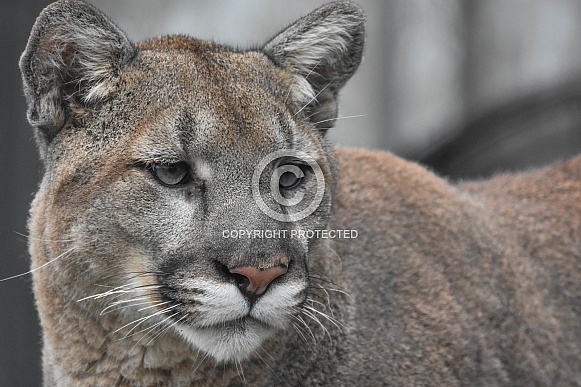 Mountain Lion