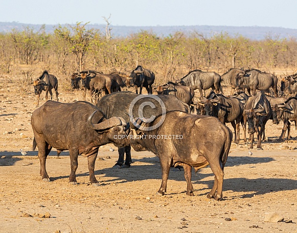 Cape Buffalo Cape Buffalo