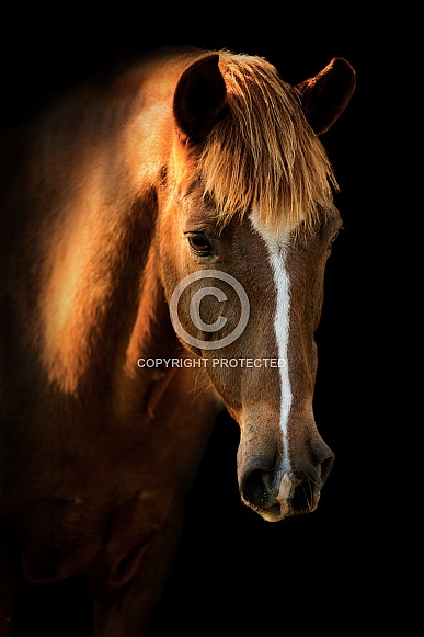 Peruvian Paso