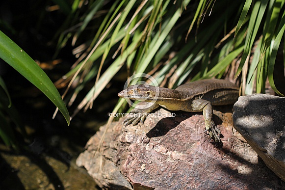 Merten's Water Monitor