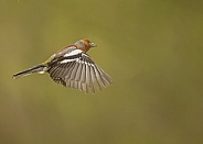 Male Chaffinch in Flight