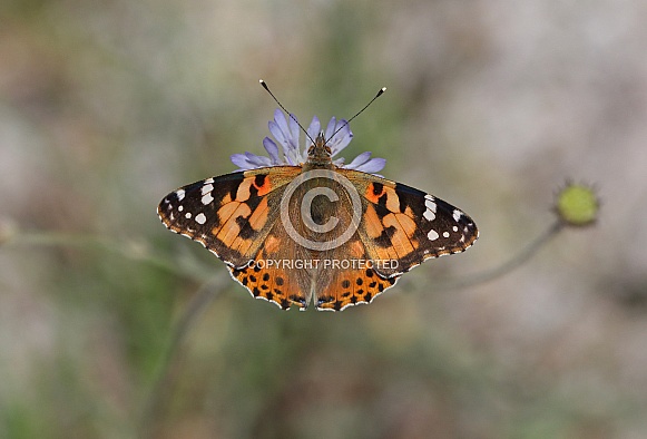 Painted Lady